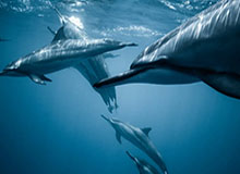 bob半岛体育-东契奇新赛季剑指冠军 他与球队新援有着特殊羁绊